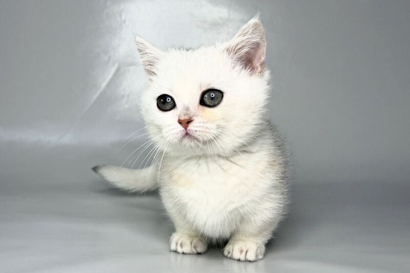 Zynar Munchkin male black silver shaded - live animals