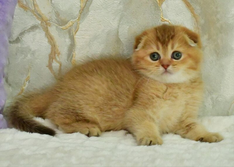 Josie Scottish Fold female, chocolate golden shaded