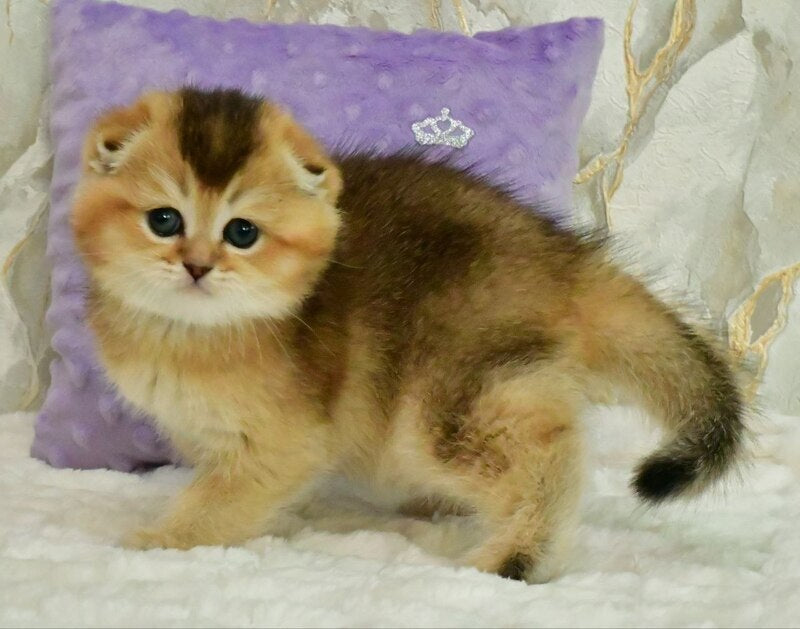 Joseph Scottish Fold male, black golden ticked tabby