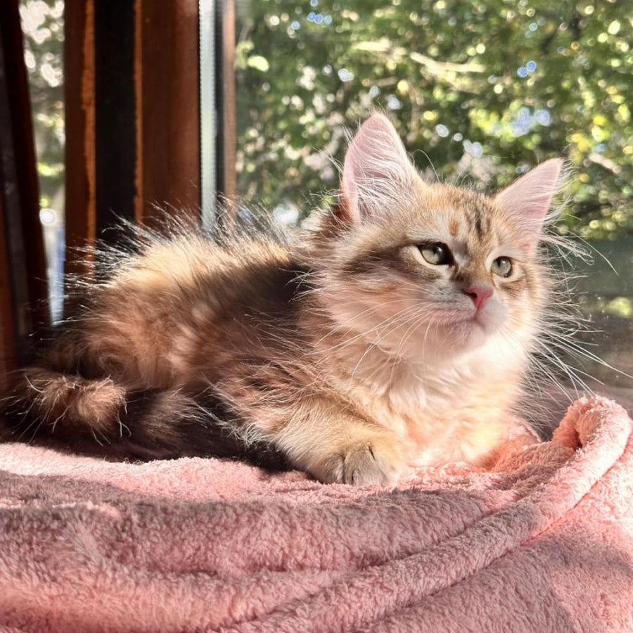 Yukon Siberian male, black golden tabby