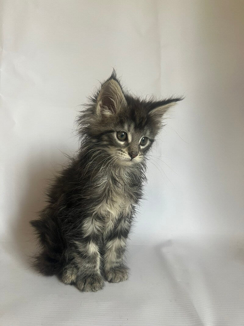 Frida Maine Coon female black tabby - live animals