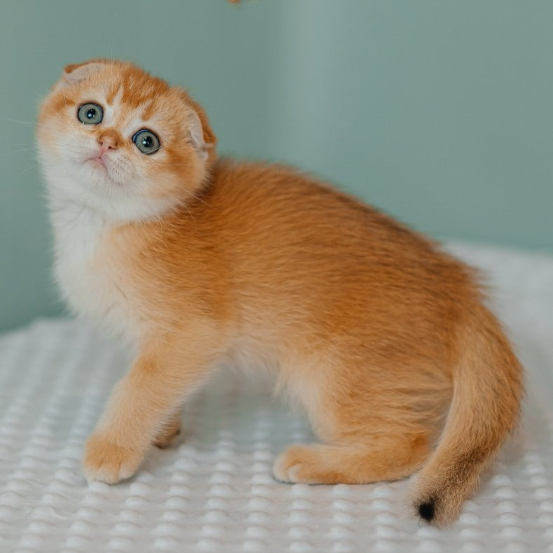 Diora Scottish Fold female, black golden chinchilla