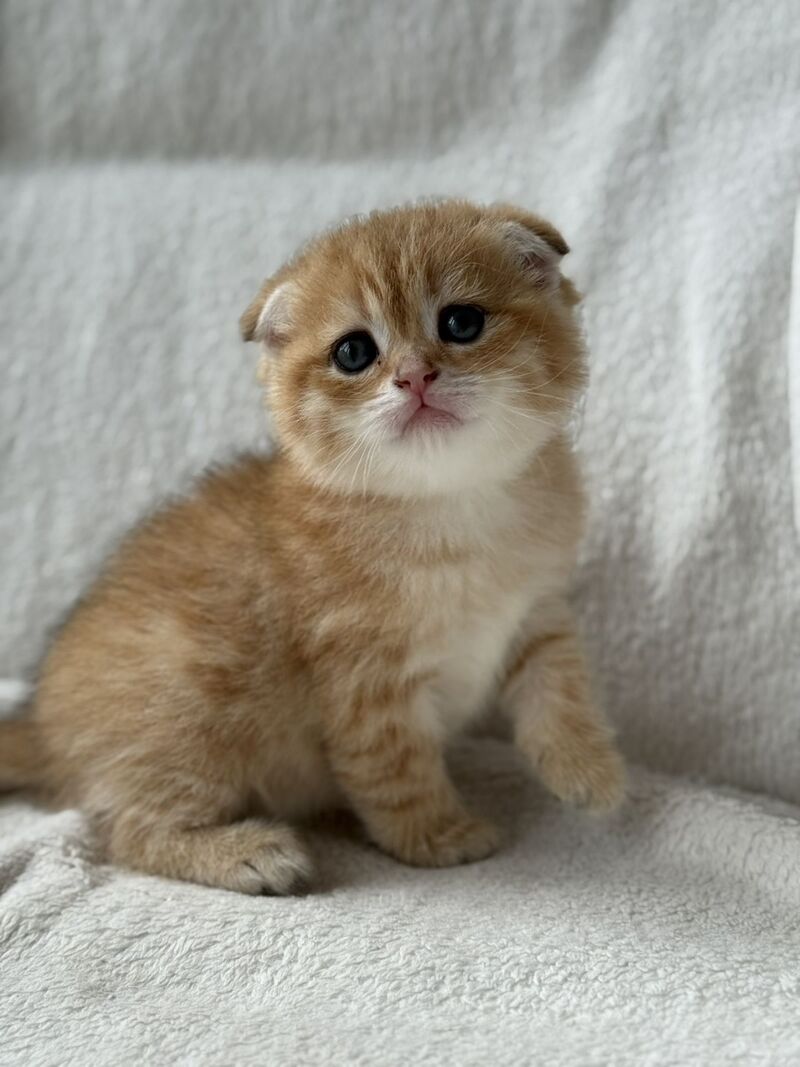Sima Scottish Fold female black golden spotted tabby - live animals