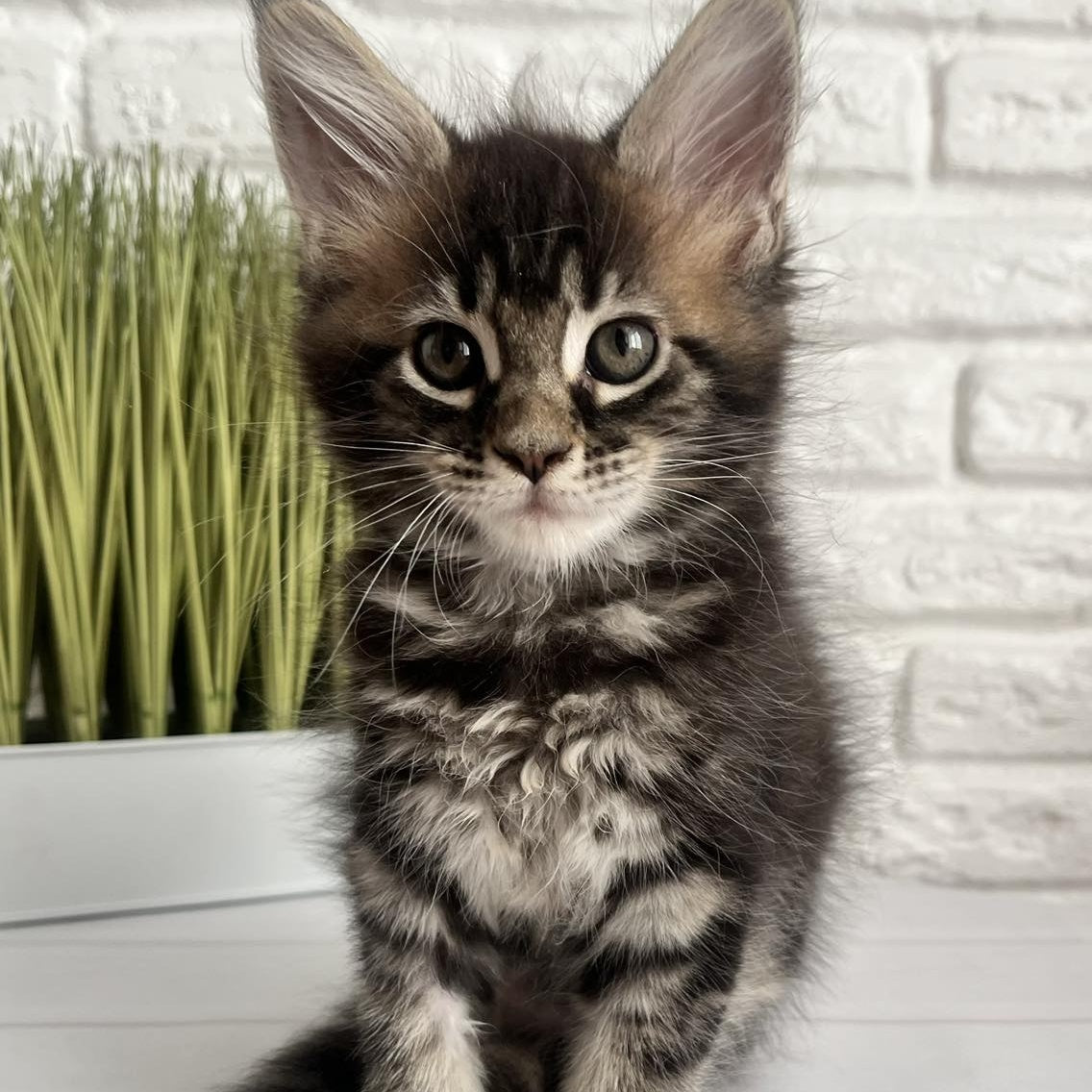 Jade Maine Coon female, black tabby