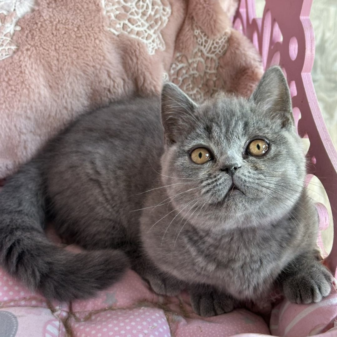 Milka Munchkin female, blue