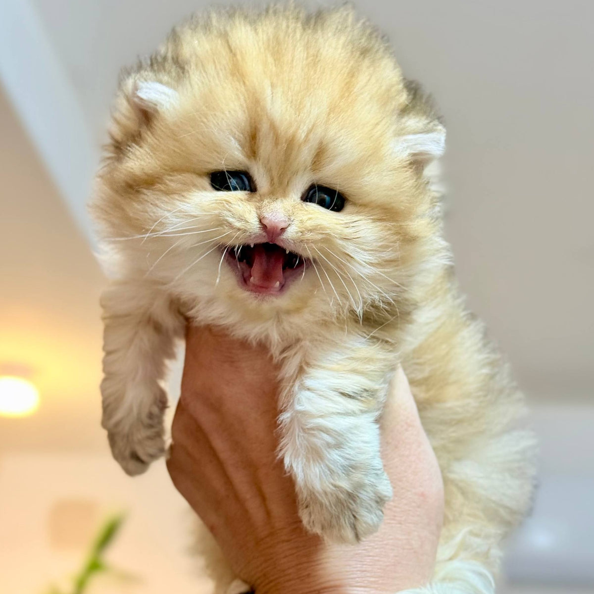 Nori Scottish Straight male, black golden tabby