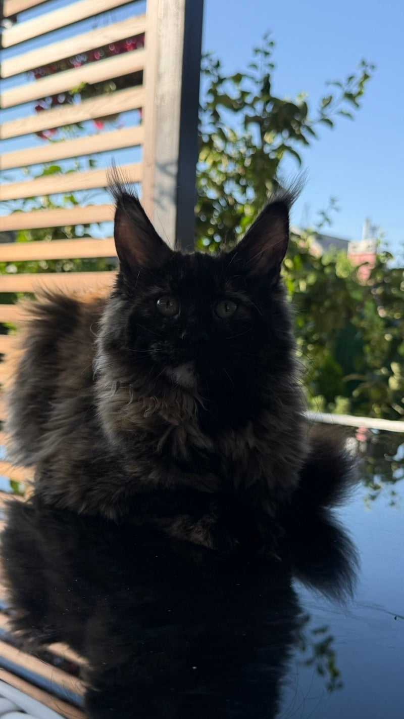 Africa Maine Coon female, black tortie