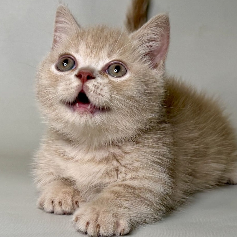 Odie Munchkin male, lilac
