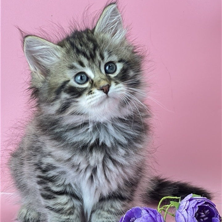 Yaros Siberian male, black tabby