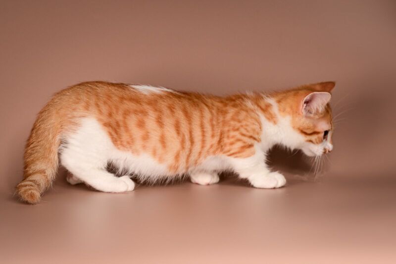 Amic Munchkin male, red tabby bicolour