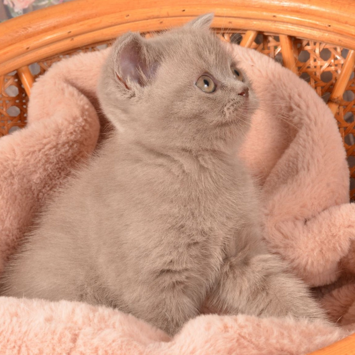 Olivka Scottish Straight female, lilac