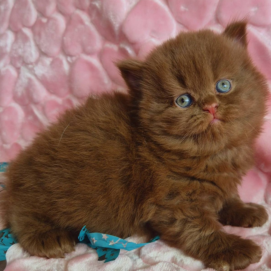Gucci British Longhair male, cinnamon