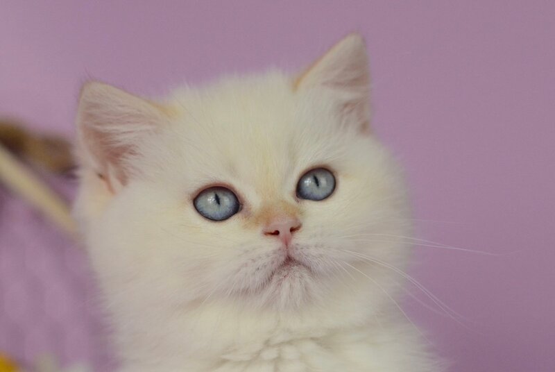 Rosa British Shorthair female, black golden shaded pointed