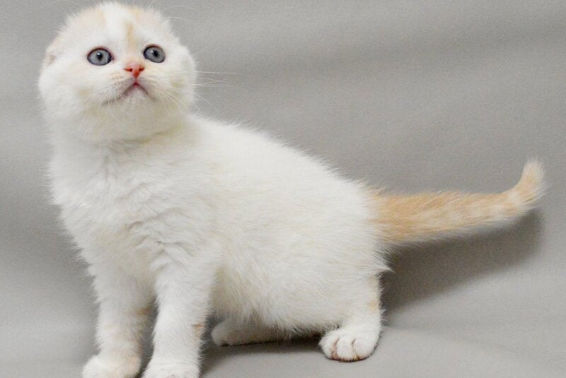 Vanilka Scottish Fold female, red silver tabby bicolour