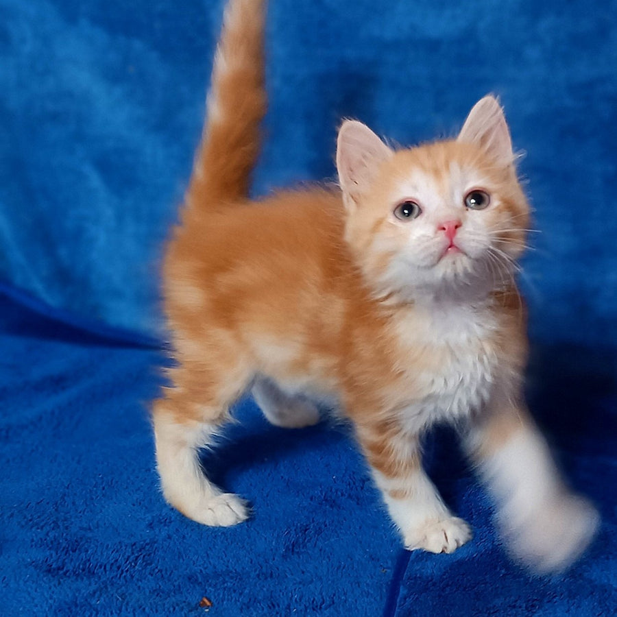Elizabet Siberian female, red tabby with white