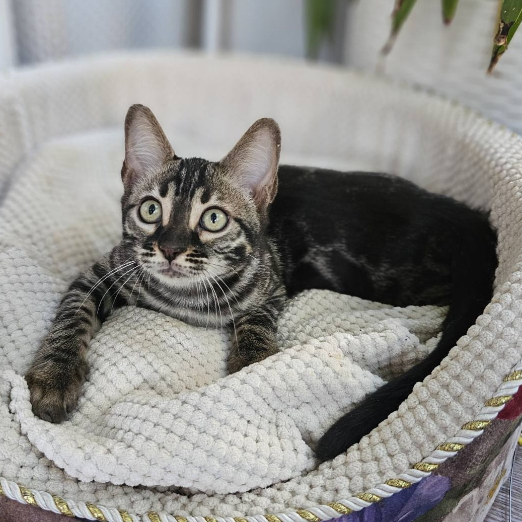 Vega Bengal female, black amber spotted tabby