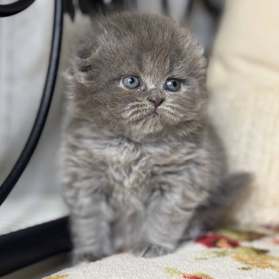 Bobby Scottish Fold female, black silver shaded