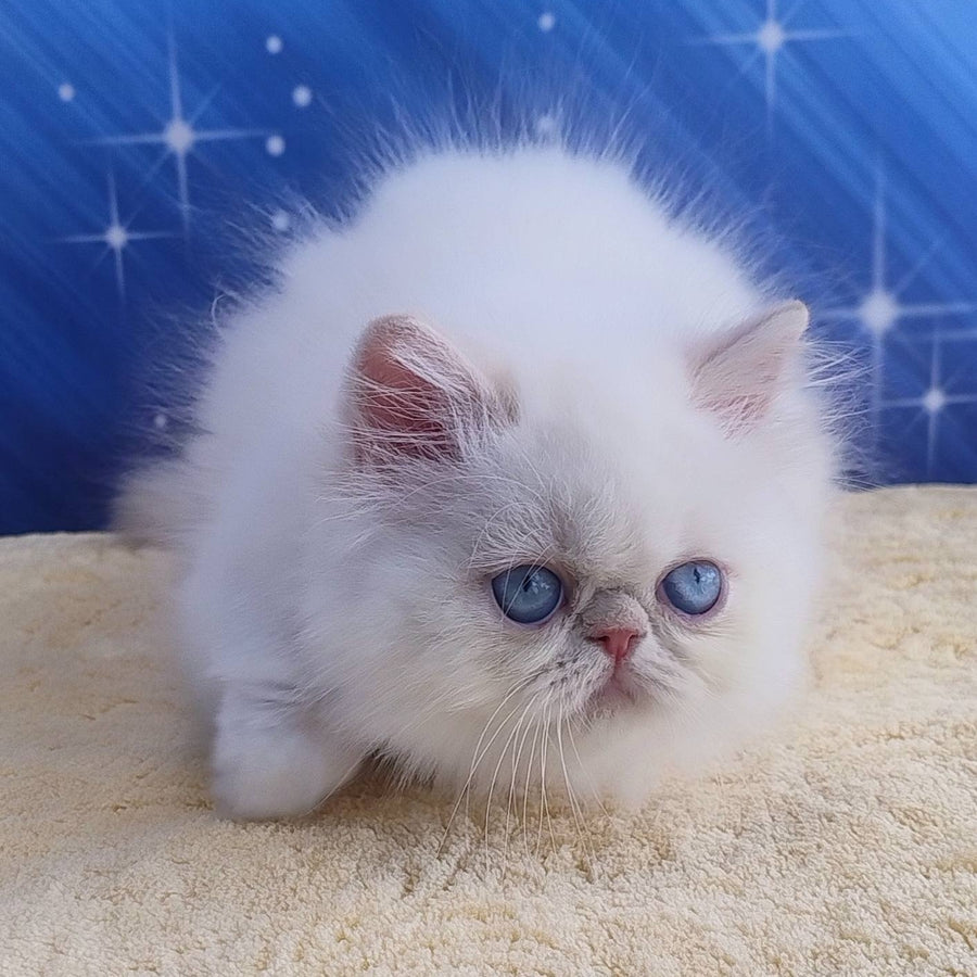 Saffi Persian female, cream pointed
