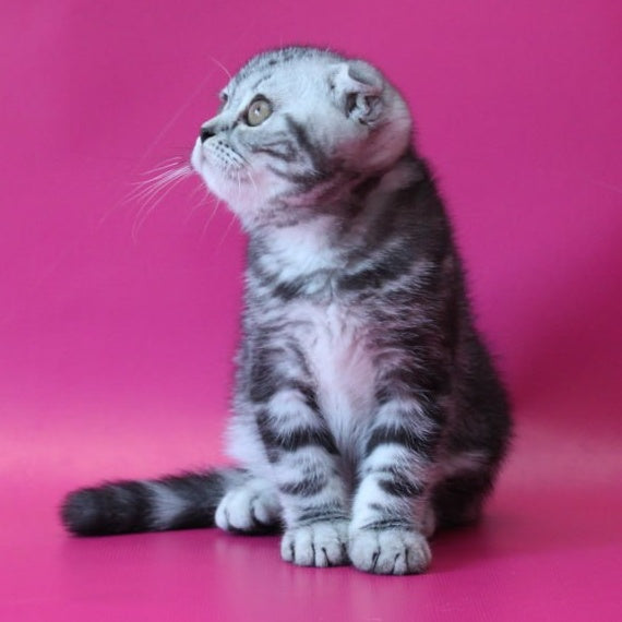 Sofi Scottish Fold female, black silver tabby
