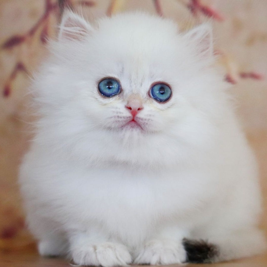 Yolanda British Longhair female, black golden shaded pointed