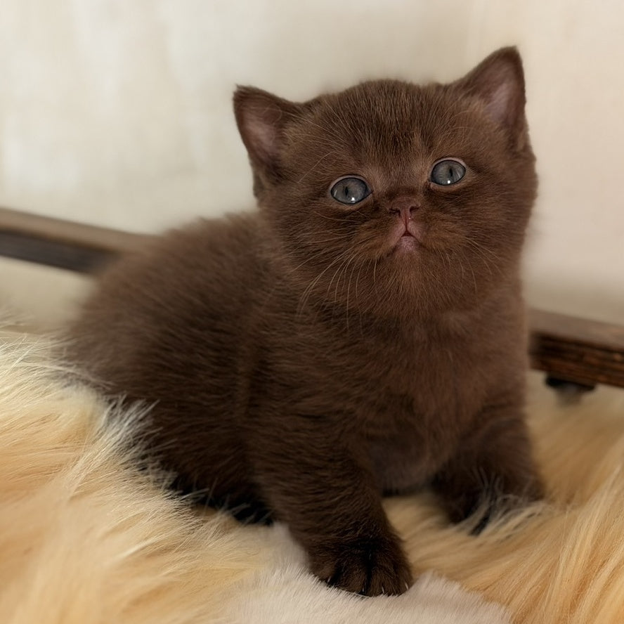 Santa British Shorthair female, chocolate
