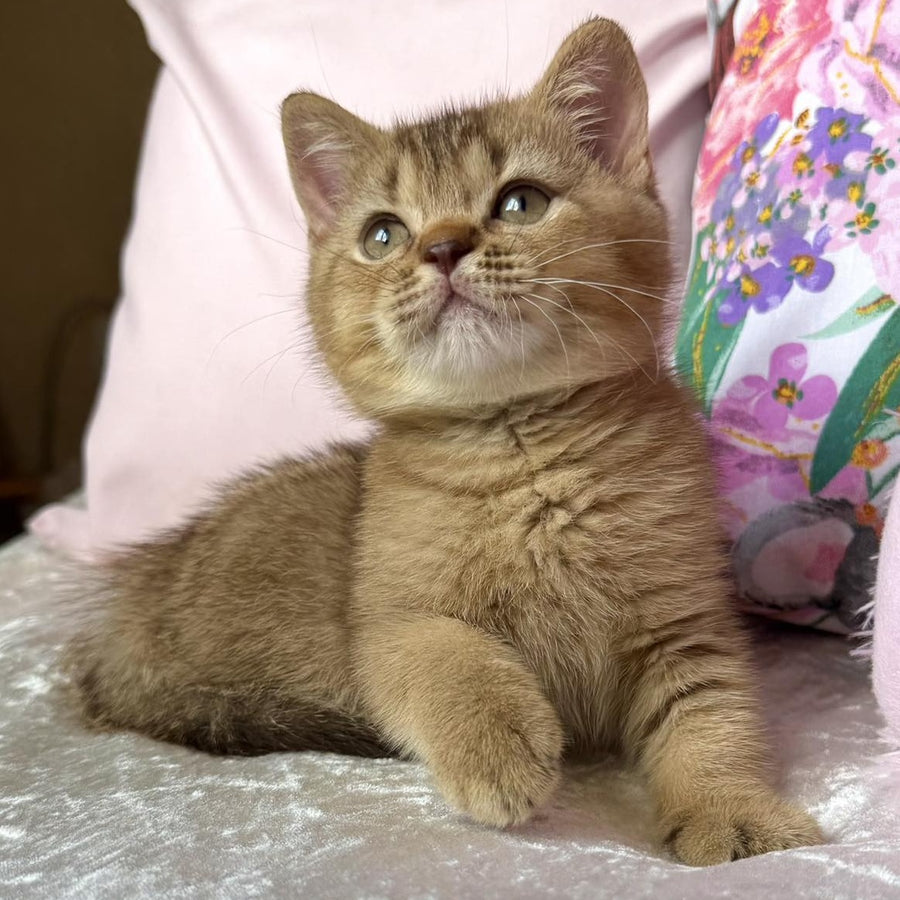 Mete British Shorthair male, cinnamon ticked tabby