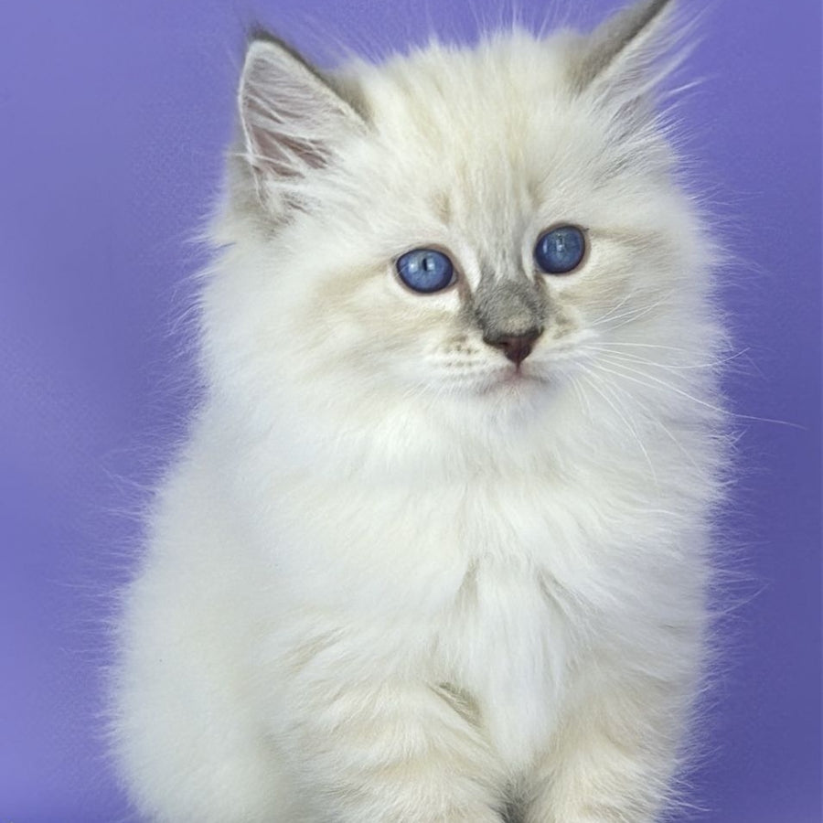 Zephire Siberian male, blue tabby pointed with white