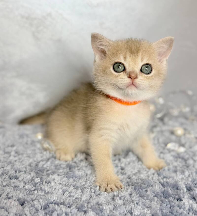 Eley Scottish Straight male, blue golden shaded