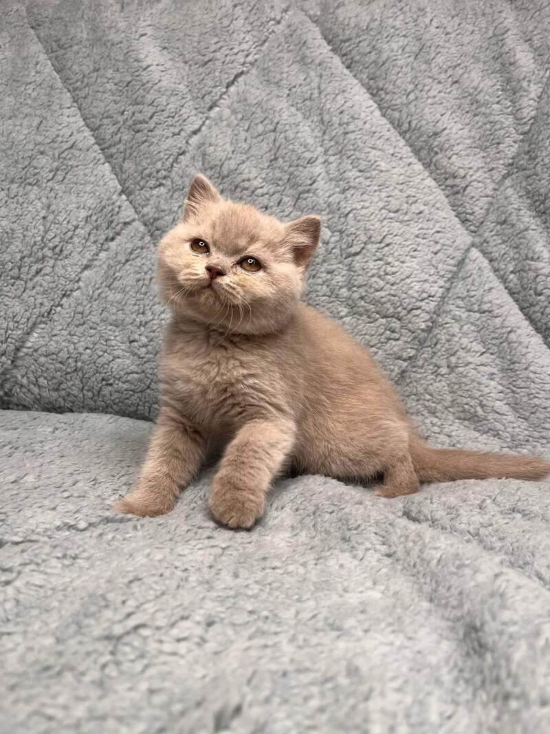 Ulis British Shorthair male lilac - live animals