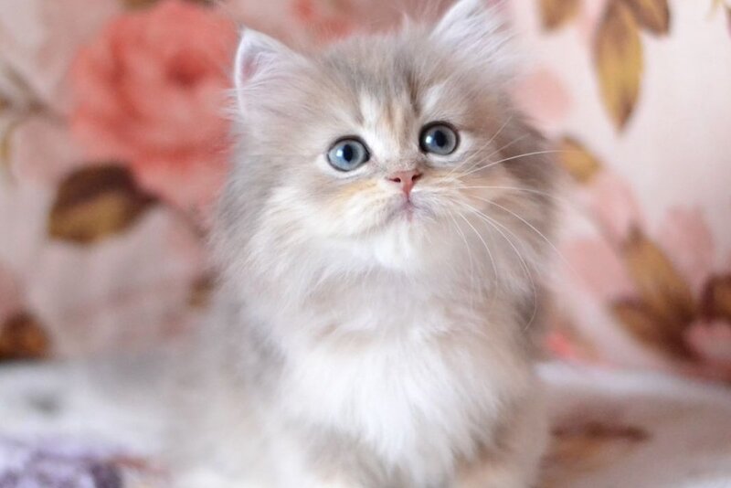 Gray British Longhair male, blue golden shaded