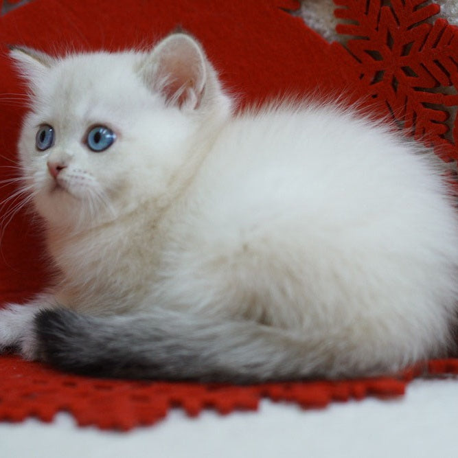 Bella Scottish Straight female, blue tabby pointed