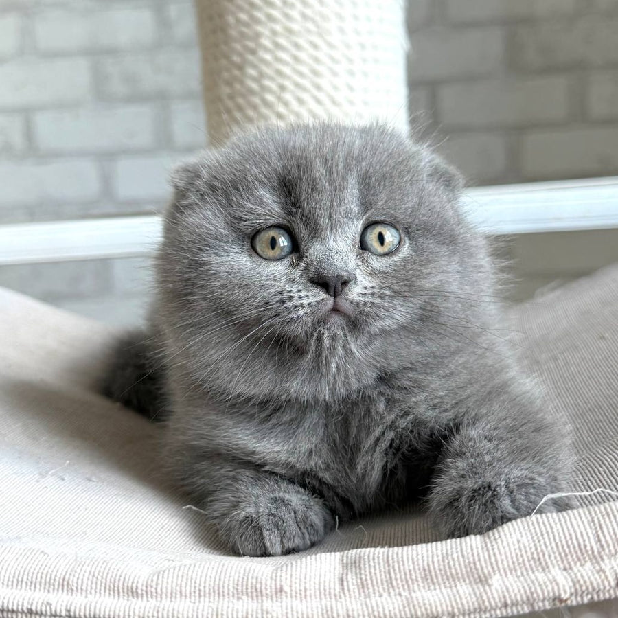 Nora Scottish Fold female, blue