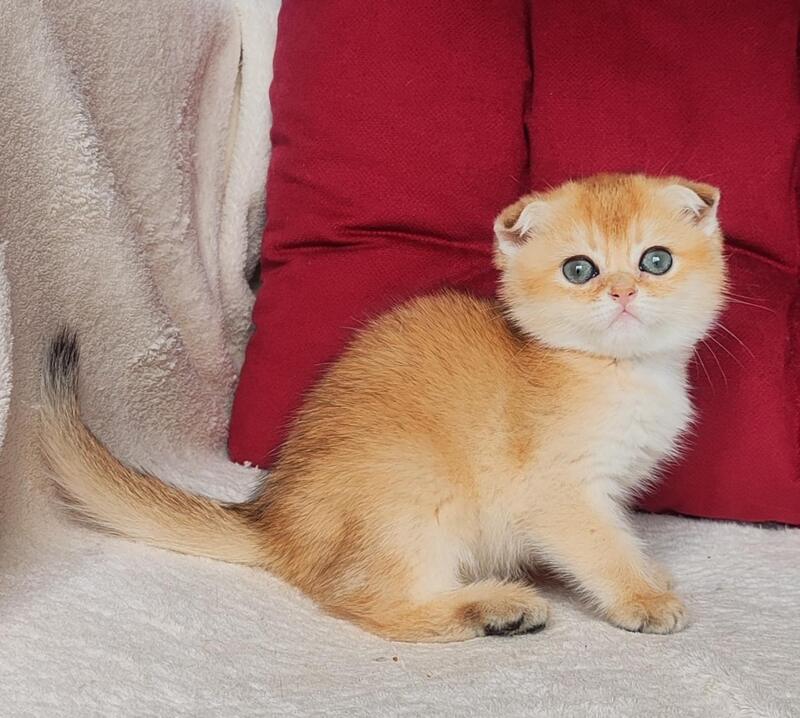 Viva Scottish Fold female, black golden shaded