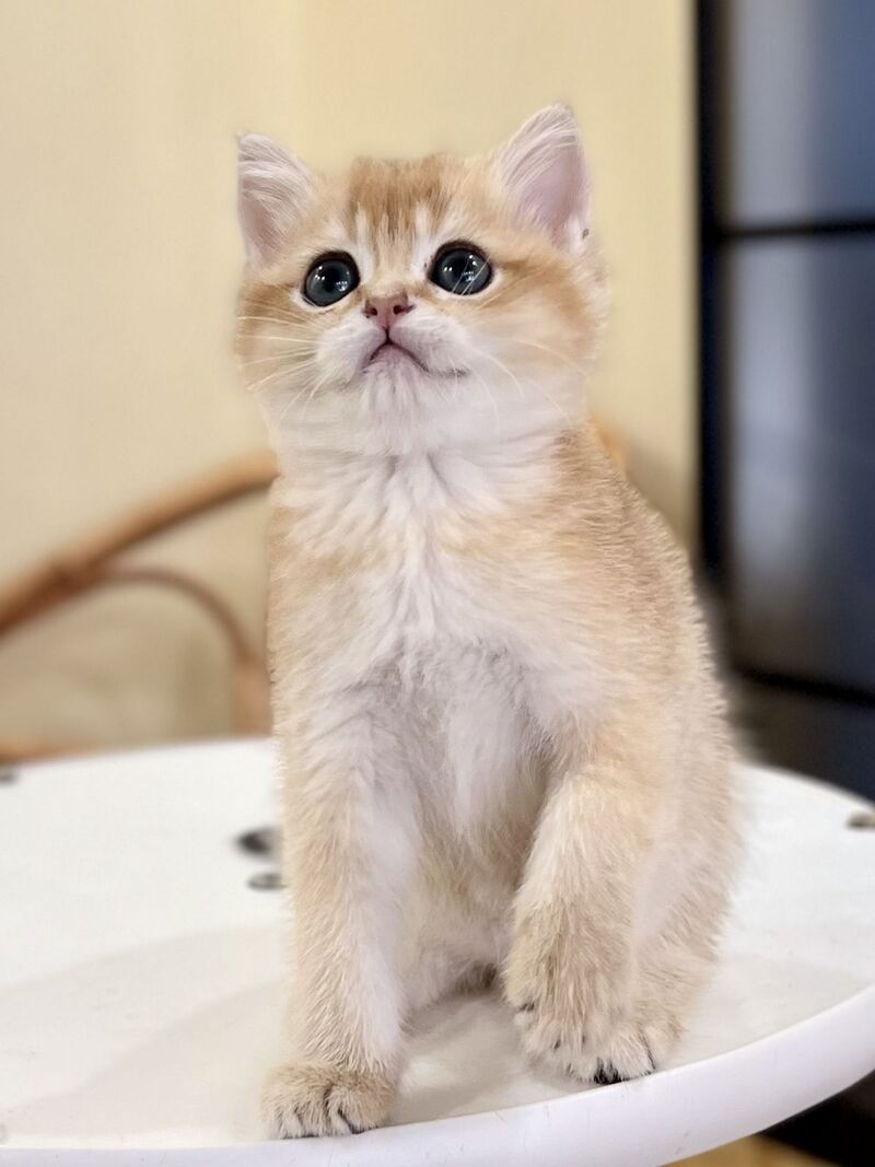 Diamond British Shorthair male black golden shaded - live animals