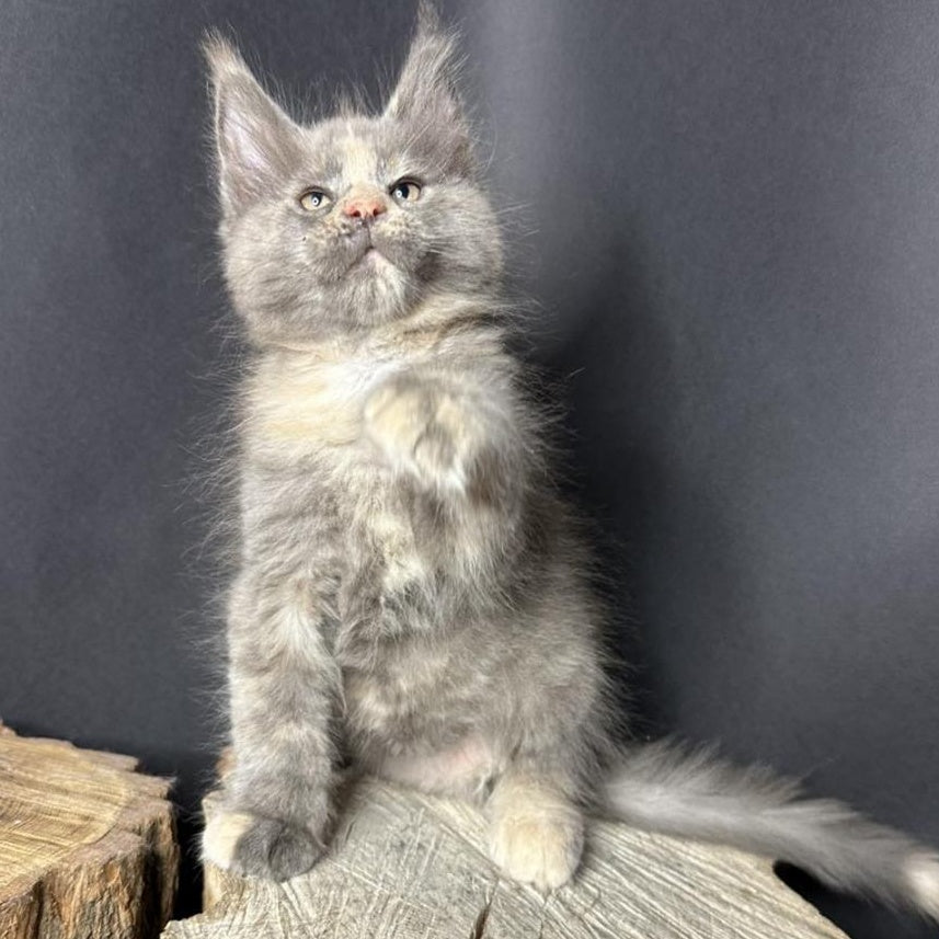 Petunia Maine Coon female, blue tortie with white