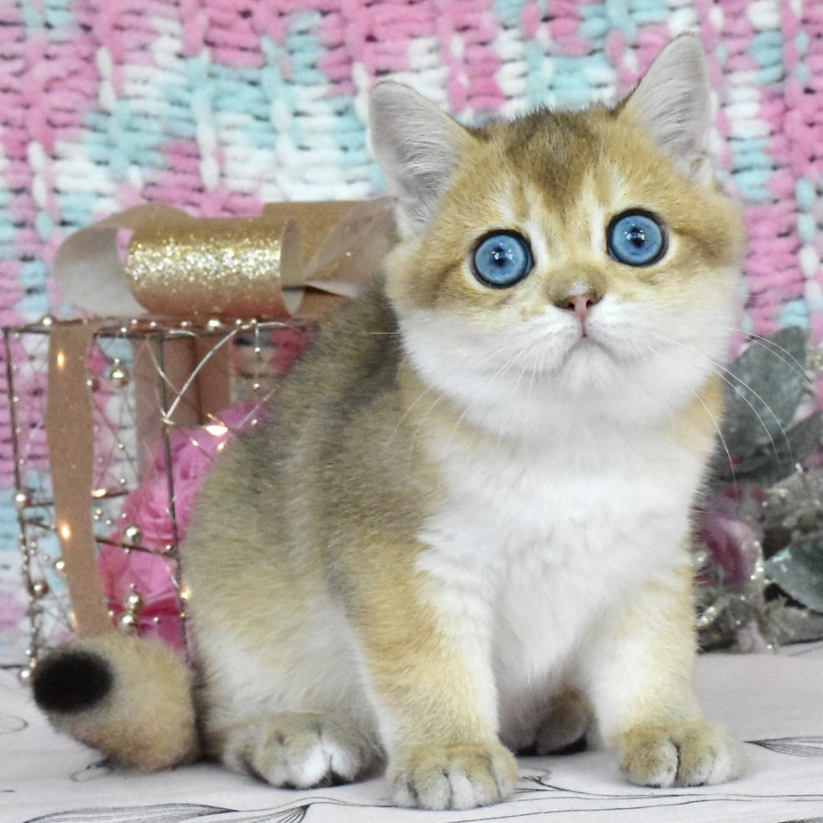 Hardy British Shorthair male, black golden shaded