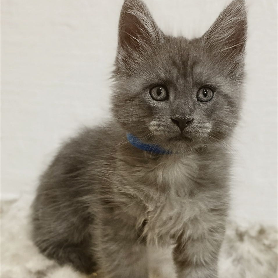 Fox Maine Coon male, blue silver