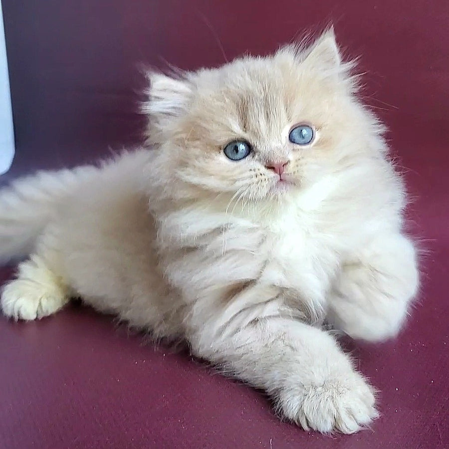 Archi British Longhair male, lilac golden shaded