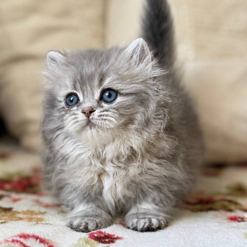 Sandra Munchkin female, blue ticked tabby