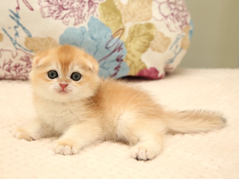 Yantar Scottish Fold male black golden chinchilla - live animals