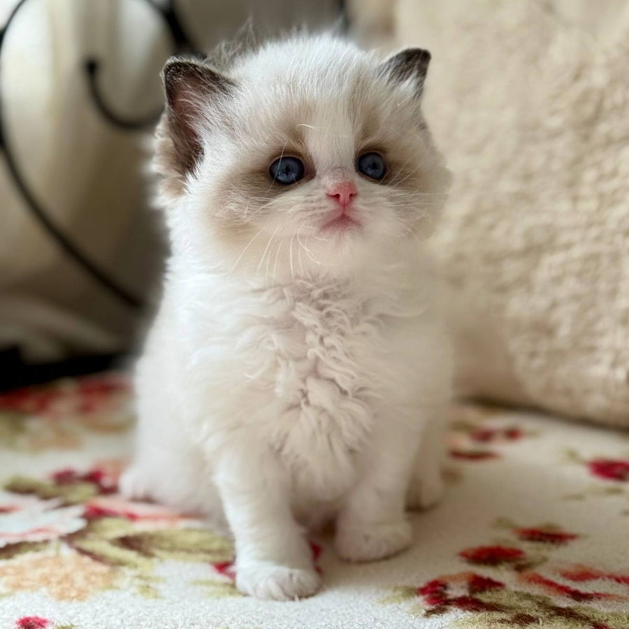 Miller Ragdoll male, black bicolour