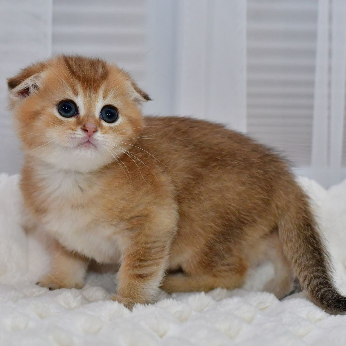 Nolan Scottish Fold male, black golden shaded