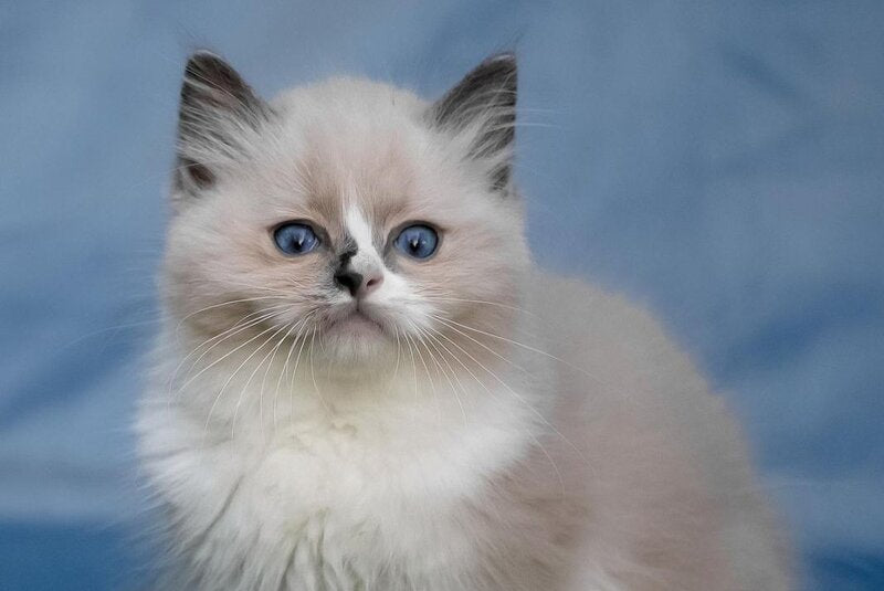 Niko Ragdoll male, blue mitted