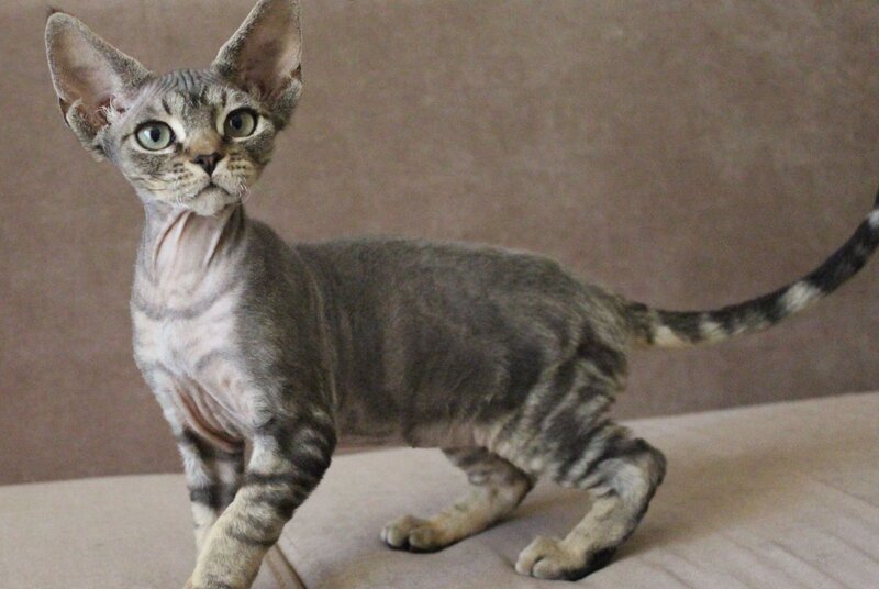 Sheron Devon Rex female, black tabby