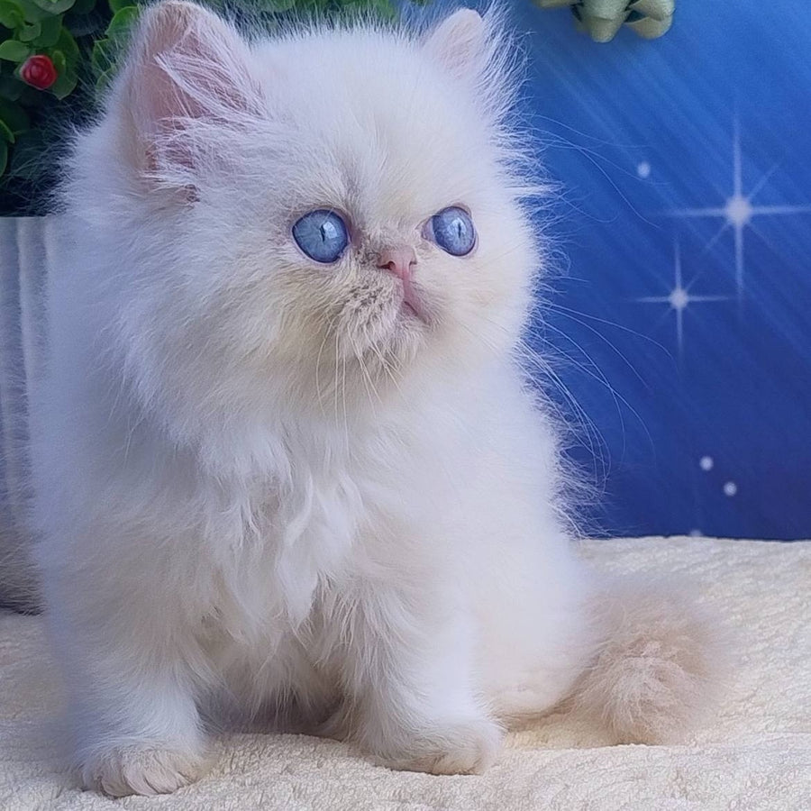 Seila Persian female, cream pointed