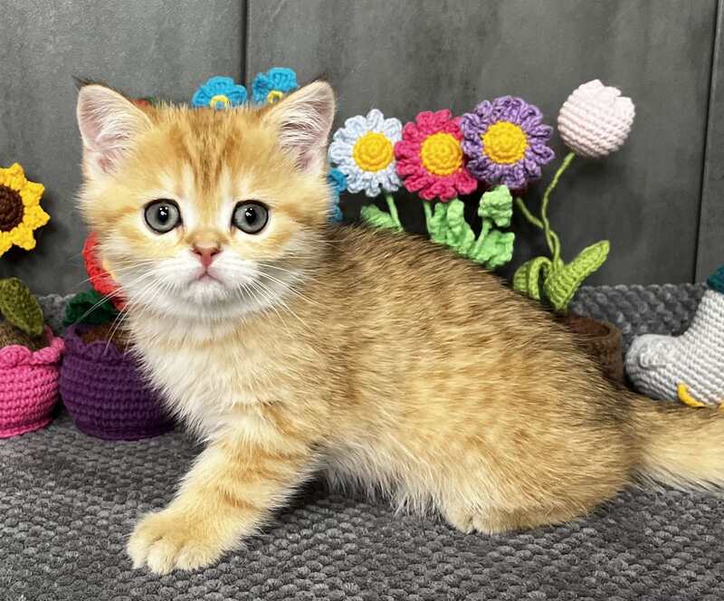 Jenny Scottish Straight female black golden spotted tabby live animals