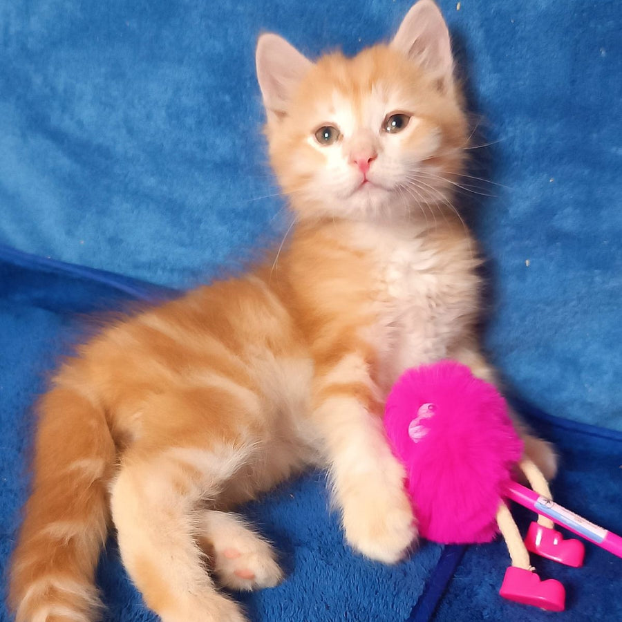 Elvis Siberian male, red tabby