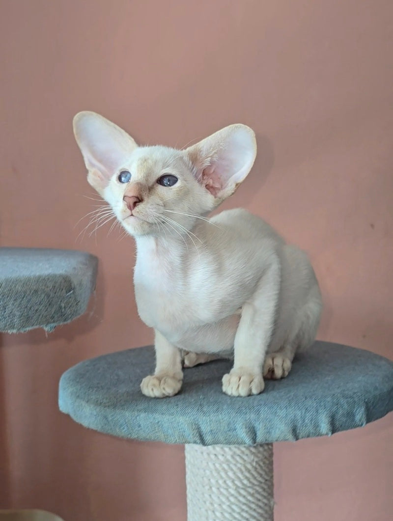 Martin Siamese male lilac - live animals
