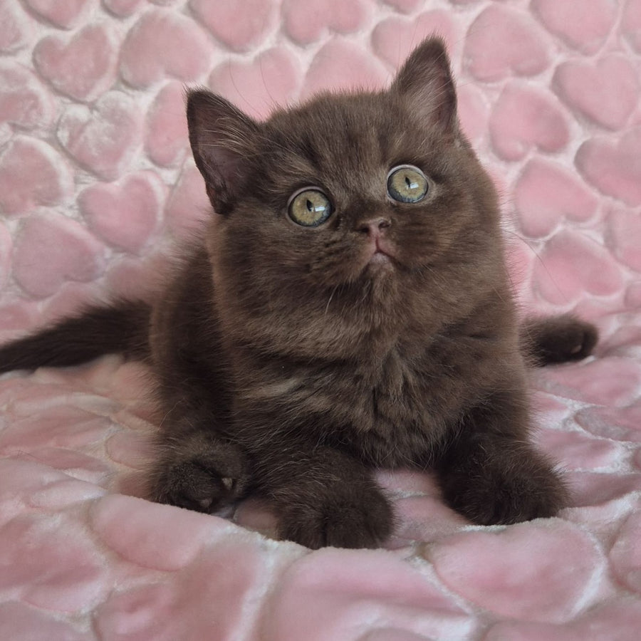 Julia British Shorthair female, chocolate