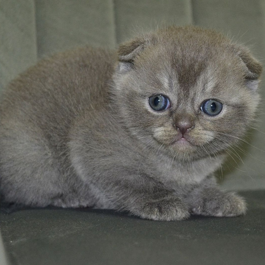 Alex Scottish Fold male, blue ticked tabby